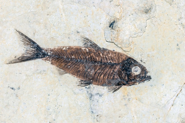 Fossilized fish