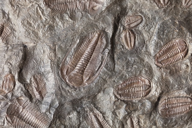 Fossils from the Burgess Shale showing diverse Cambrian organisms