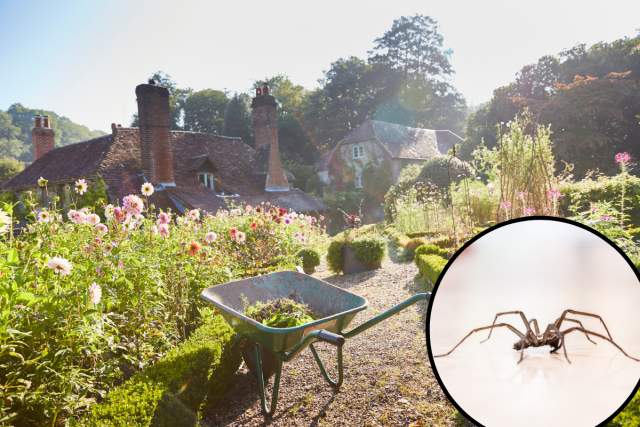 Garden with native plants, rocks, and flowers creating habitat for spiders