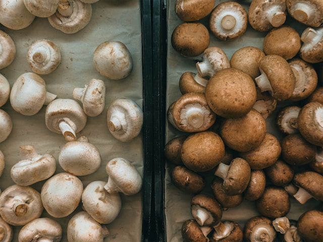 Gene-edited mushrooms