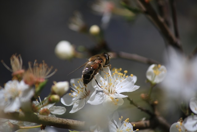 Honey bee pollinating apple blossoms