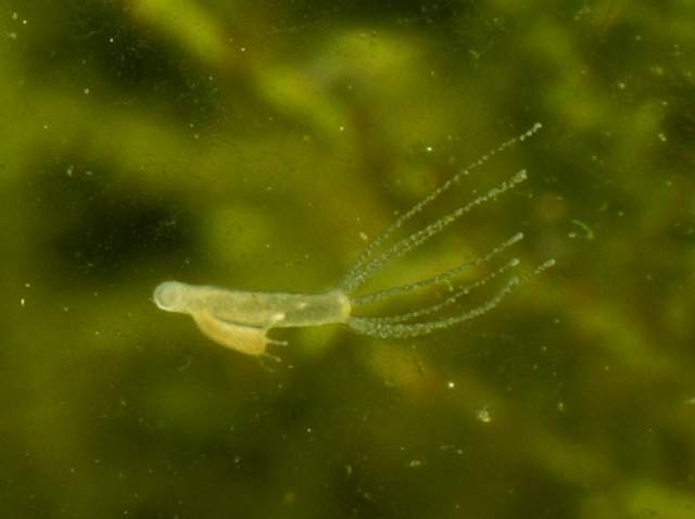 Hydra freshwater creature regenerating