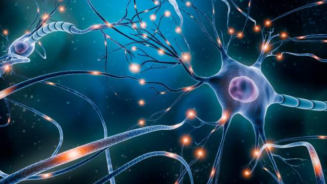 cells and neuron transmission