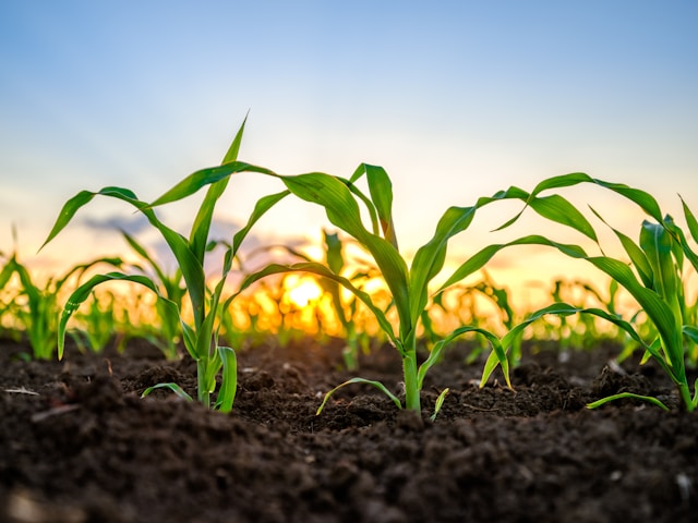 Modern agricultural biotechnology