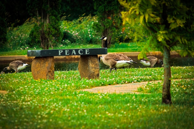 Peaceful natural setting representing calm and mindfulness