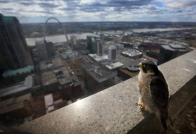 Peregrine falcon perched on a skyscraper ledge