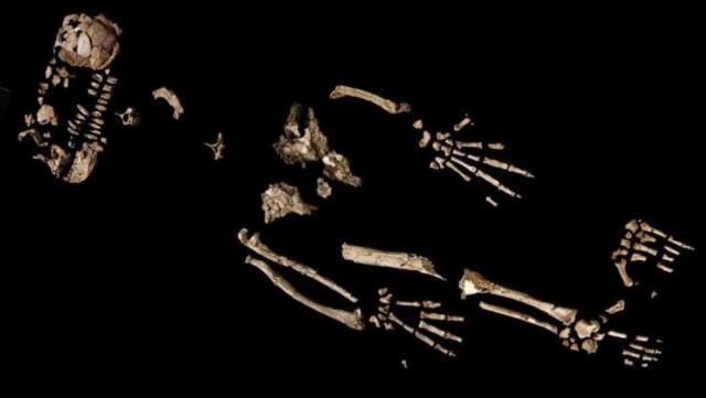 Reconstructed skeleton of Ardipithecus ramidus (Ardi)