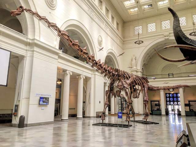 Reconstructed skeleton of Patagotitan mayorum, a giant titanosaur dinosaur