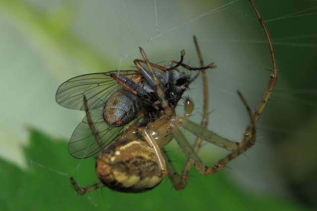 Spider eating a fly caught in its web