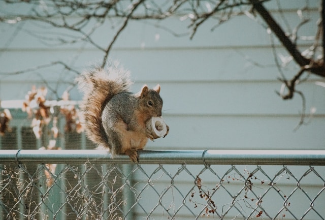 Mind-Blowing Facts About Urban Wildlife That Will Change How You See Your City