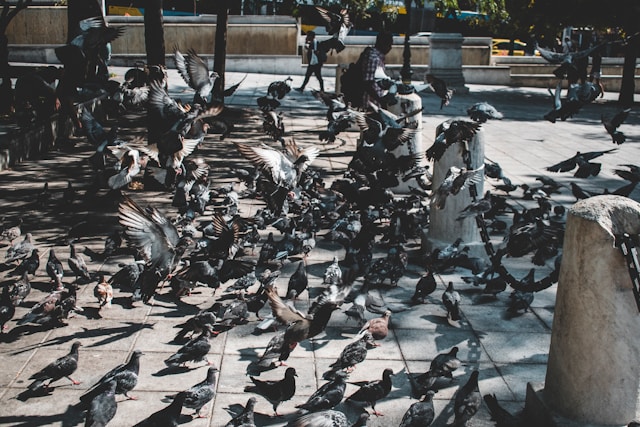 Urban wildlife in a city park with birds