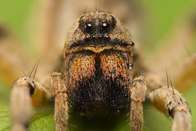 Wolf spider with visible eyes and legs
