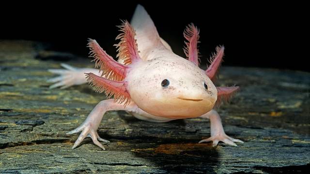 Unbelievable Self-Healing Animals That Scientists Can’t Stop Studying