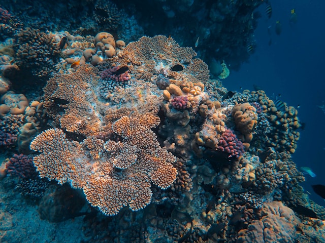Coral reefs in the Gulf of Mannar near Adam's Bridge
