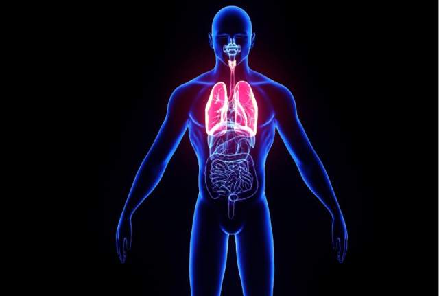 human body system