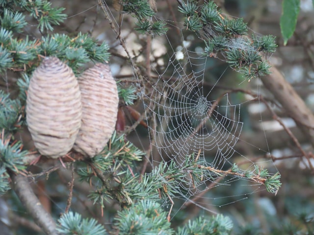 view of orb web pattern