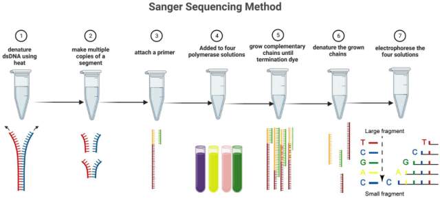 Diagram illustrating the Sanger sequencing method