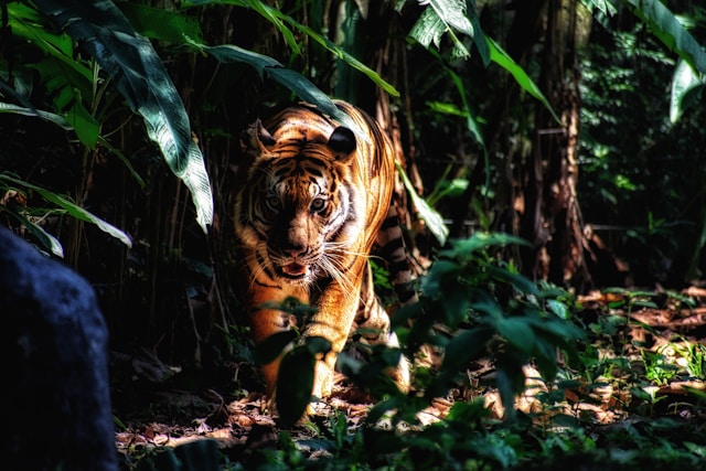 Why Protecting Wildlife Big Cats Is More Urgent Than Ever