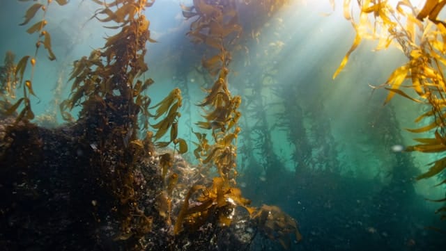 Underwater kelp forest absorbing carbon dioxide