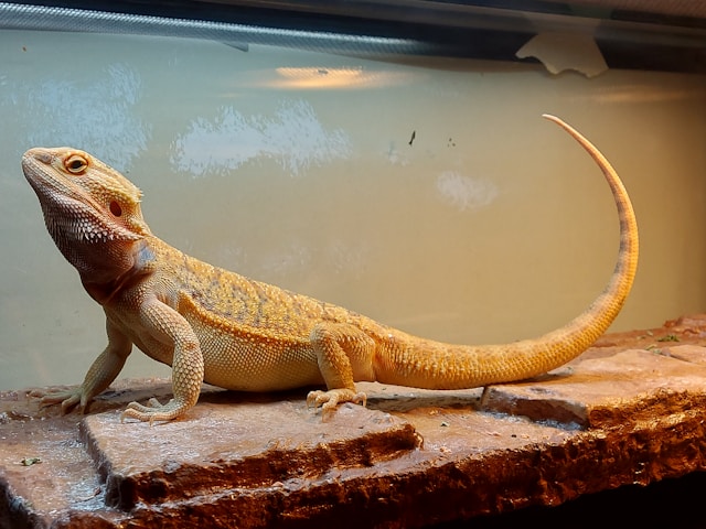 Bearded Dragon