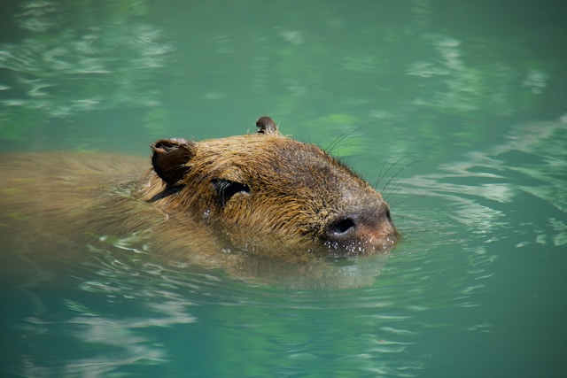 Capybara