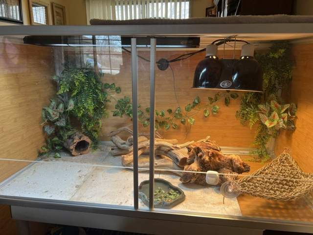 Example of a reptile terrarium setup with heating and lighting
