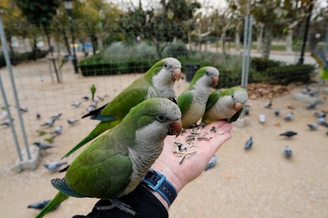 Monk Parakeet