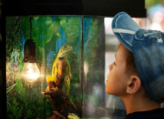 Person watching a reptile in a terrarium, relaxing