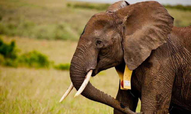 The Revolutionary Techniques Behind Modern Animal Rescue Efforts